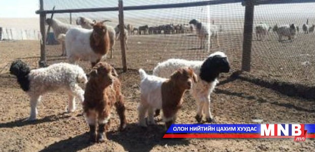 Төв аймагт энэ хавар 2 сая орчим мал төллөнө