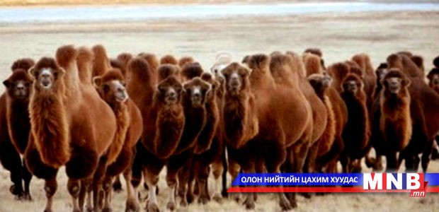 Өмнөговь аймаг тэмээний хоёр шинэ үүлдэр батлууллаа