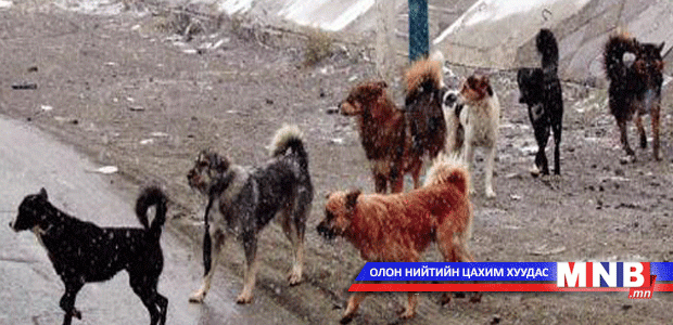 Ноход хүн рүү дайрсан тохиолдол ихэсчээ