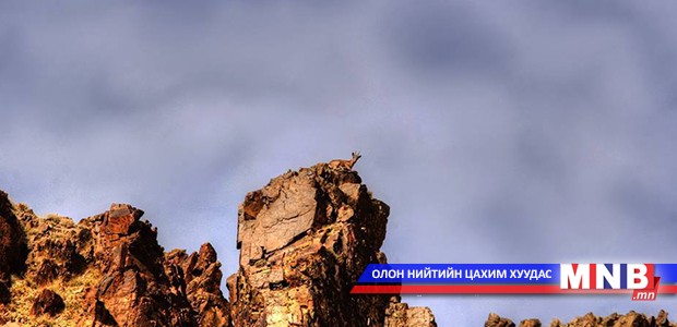 Харуулын янгир
