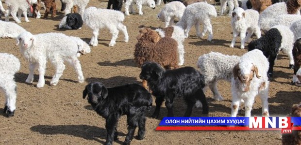 Төл бойжилт 97.2 хувьтай байна