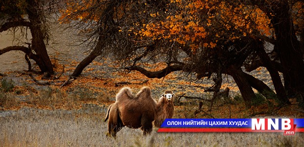 Хос бөхтэй тэмээнээс хорт хавдрыг, ингэний сүүнээс чихрийн шижин өвчнийг эмчлэх эм гаргана