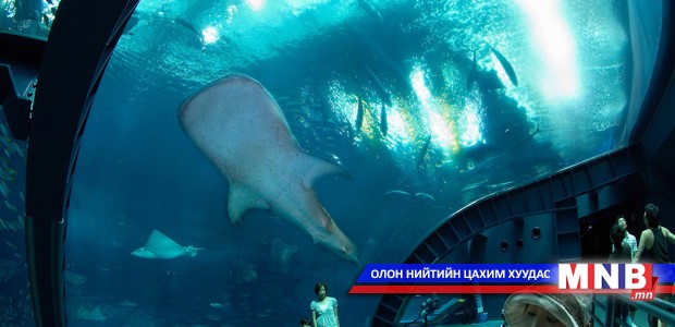 "Си-Уорлд" усан парк алуурчин халим үржүүлэхээ зогсооно