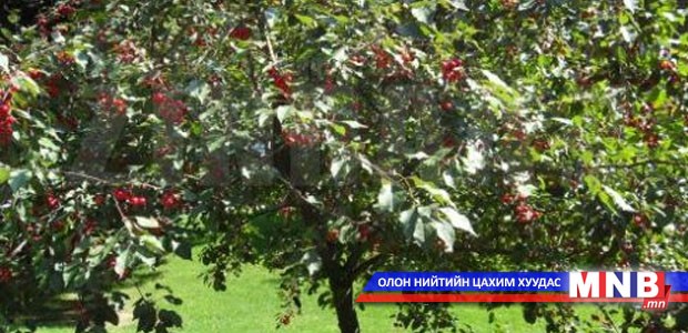 Сэлэнгэ аймагт интоорын мод үржүүлж байна