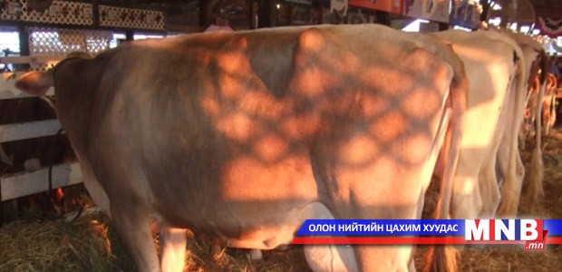 Сүүний чиглэлийн нэг үнээнээс 15-20 литр сүү сааж байна