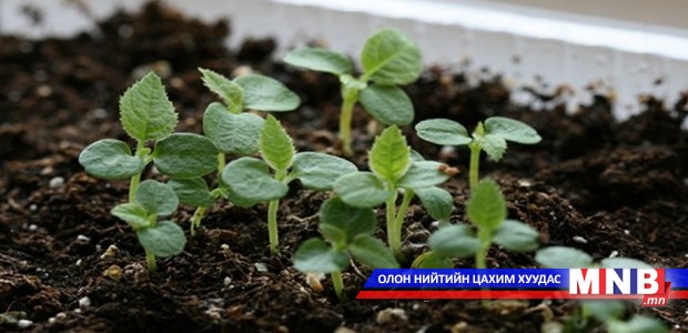 Эрдэст бордооны үйлдвэр байгууллаа