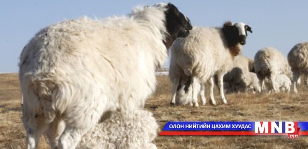 Мал аж ахуйн салбарын хөгжил жилээр тооцсон тов, хүрэх газартай л байж таараа