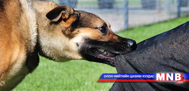 Нохойд уруулах тохиолдол гарсаар байна
