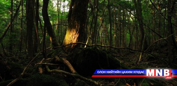 Хөгшин ойг эдийн засгийн эргэлтэд оруулснаар жилдээ 150 тэрбум төгрөгийн орлого олох боломжтой