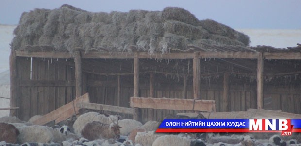 Сурагчид Галшарын малчдад тусаллаа