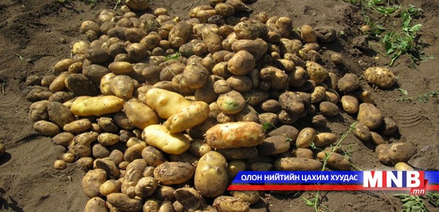 “Төмсний үнийг тогтворжуулах” аяныг эхэллээ