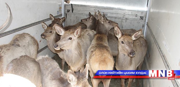 "Говь гурван сайхан" ууланд нутагших 10 бугыг хүлээлгэн өглөө
