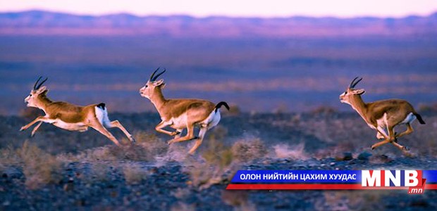 Зэрлэг амьтадтай төмөр хүлгийнхээ хурдыг сорихгүй байхыг хүсэв