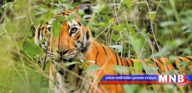 Зэрлэг барын тоо толгой сүүлийн 100 жилд анх удаа өсчээ