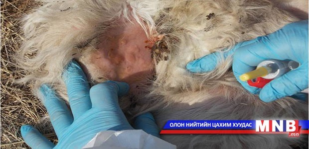 Гоц халдварт өвчнөөс болж энэ жил 3432 толгой мал хорогджээ