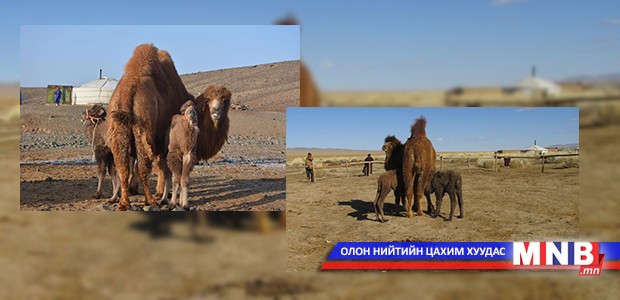 Өмнөговь, Ховд аймагт ингэ ихэрлэжээ