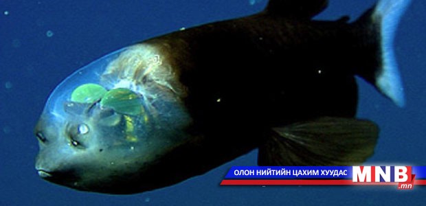 Нэвт гэрэлтдэг толгойтой загас