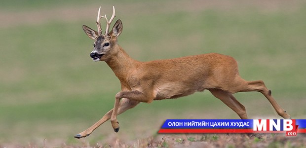 Хууль бусаар зүр агнасан бол 800 мянган төгрөгөөр торгоно