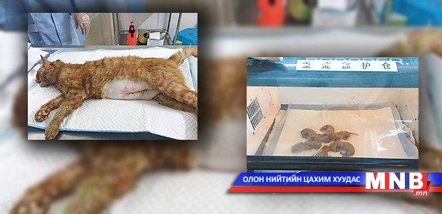 Осолд орсон мууранд кесеров хагалгаа хийж, зургаан зулзага эсэн мэнд гаргажээ
