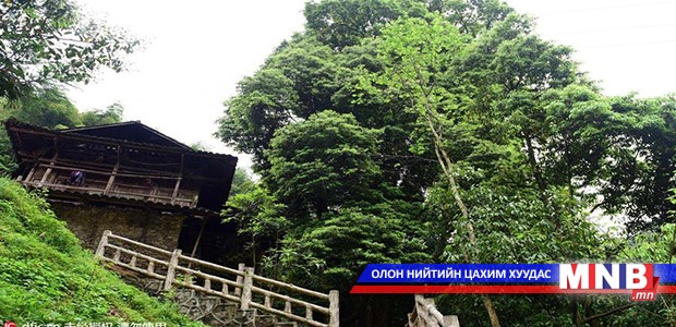 1000 жилийн настай мод олжээ