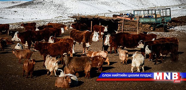 Шүлхий өвчний вирус салхиар 20-50 метрийн зайд халдварладаг