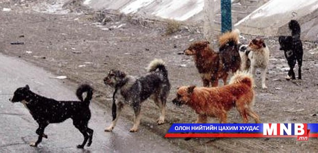 Өнгөрсөн долоо хоногт 3028 золбин нохой устгав