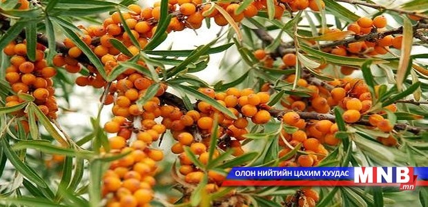 Монголд чацарганы үйлдвэр байгуулна
