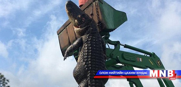 353.8 кг жинтэй матар олжээ