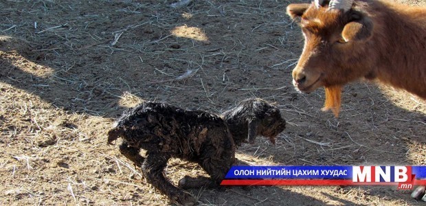 10 сая төл хүлээж аваад байна