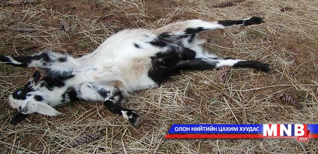 Эрдэмтэд “Муужирч унадаг ямаа”-ны үүлдрийг судалж байна