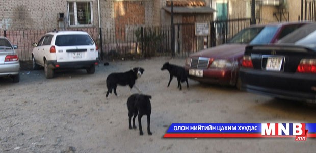 Золбин нохой, муур устгах зардлыг нэмлээ