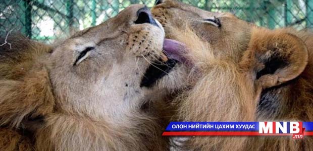 Циркийн жүжигчин асан 33 арслан Өмнөд Африкт очлоо