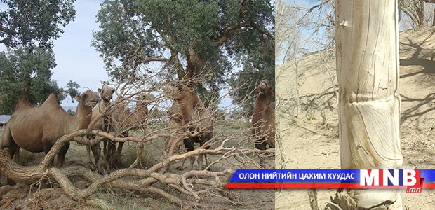 “Тооройн төгөл” буюу “Шаравын чангалан”