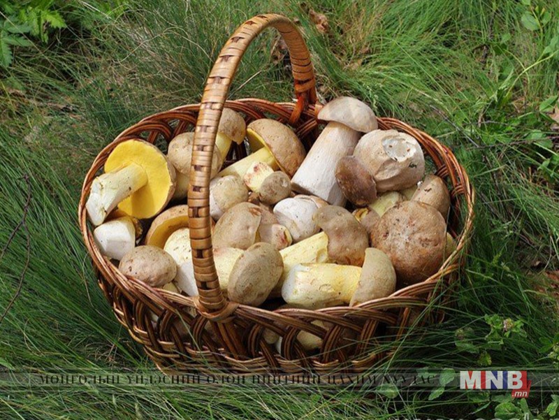 Мөөгний хордлого аюултай