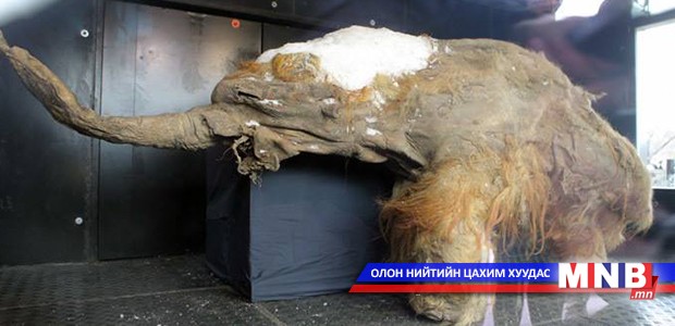 39 мянган жилийн настай эмэгчин зааны үлдэгдлийг олонд үзүүлэв