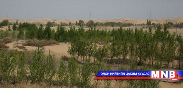 Гурвантэс сумын малчин мод тарьдаг