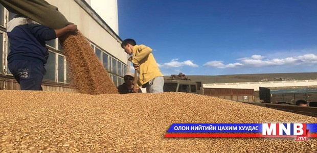 Тариаланчид үрийн буудайгаа авч эхэллээ