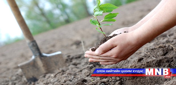 Завхан аймагт 8000 гаруй мод тарилаа