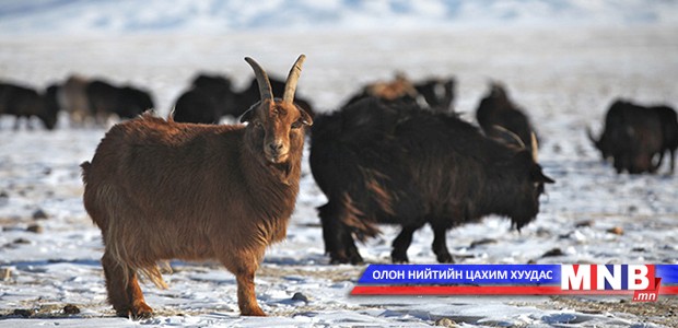 Ямаа галзуурчээ