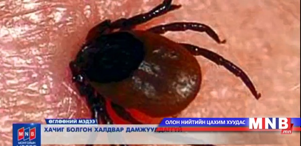 Хачиг болгон халдвар дамжуулдаггүй