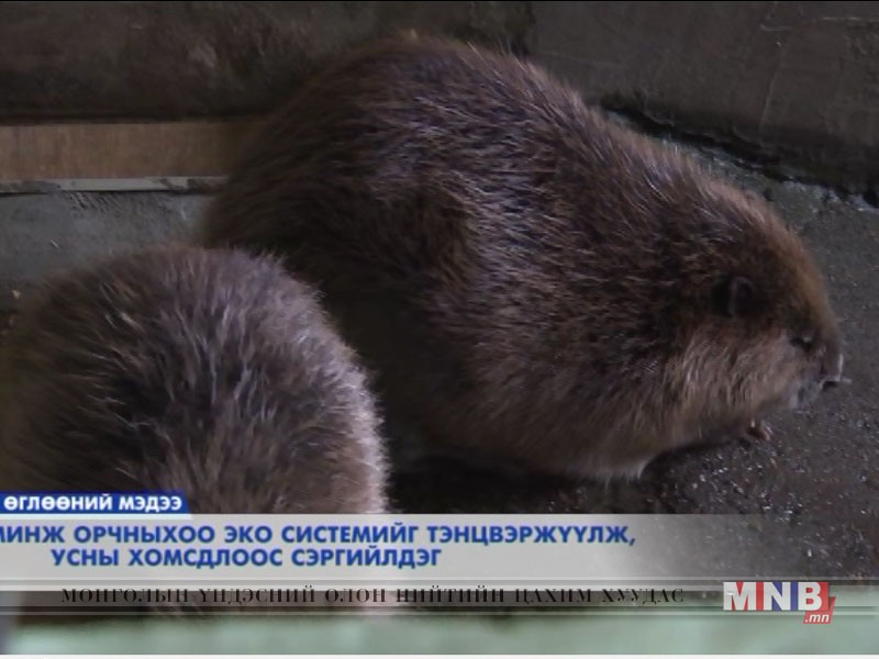 Минж орчныхоо эко системийг тэнцвэржүүлж, усны хомсдлоос сэргийлдэг
