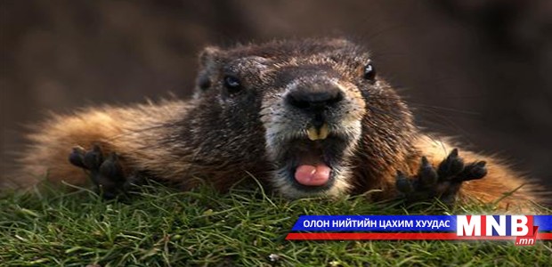 Дөрвөн суманд тарвага нутагшуулав