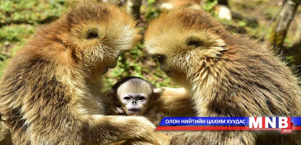 Хятадууд “Алтан” сармагчингаа танилцуулав