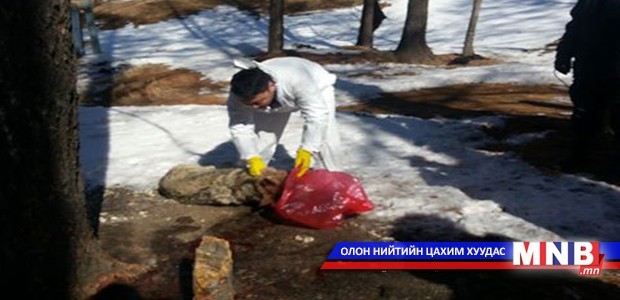 Галзуугийн эрсдэлд өртсөн 35 тохиолдол бүртгэгджээ