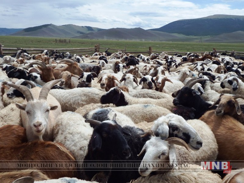 Малжуулах төслийн хүрээнд 331 өрх малтай болжээ