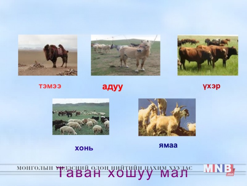 Монгол Улс түүхэндээ анх удаа 73 сая малтай боллоо