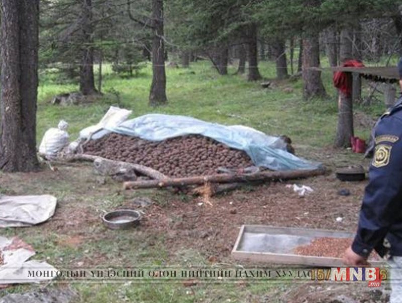Богд уул руу гарсан самарчдыг буулгаж байна