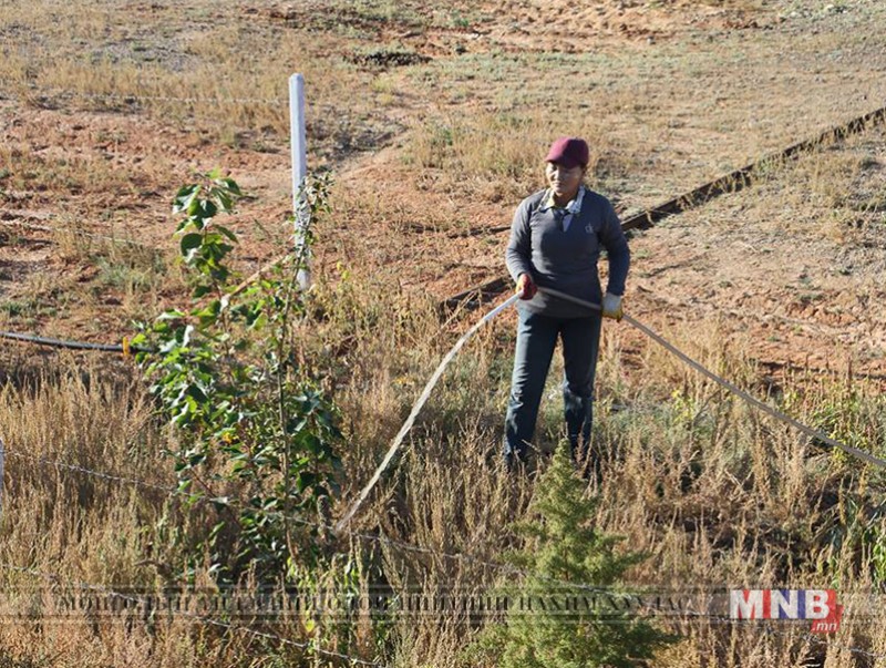Даланзадгад сумын 500 га талбайд ойн зурвас байгуулжээ