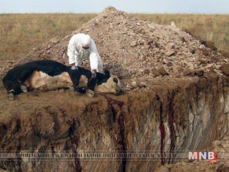 Дэлхийн нийт бог малын 62.5 хувь нь мялзан өвчний эрсдэлд байна