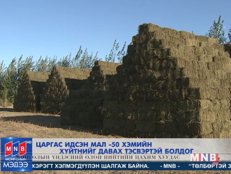 Царгас идсэн мал -50 хэмийн хүйтнийг давах тэсвэртэй болдог